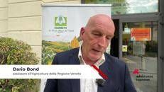 Tabacco, Bond (Regione Veneto): 
