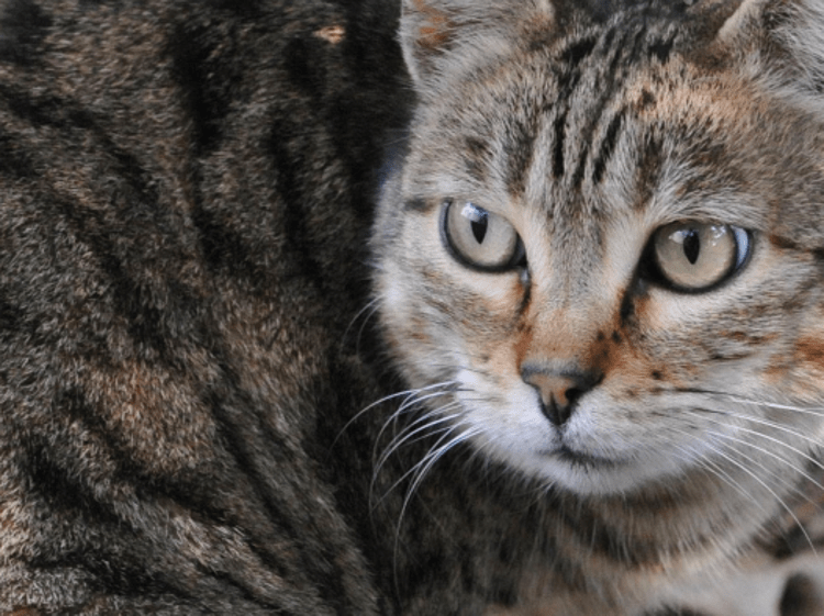 Gatto - fotogramma/ipa