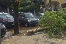 L'albero caduto nel quartiere Coppedè - (AdnKronos)