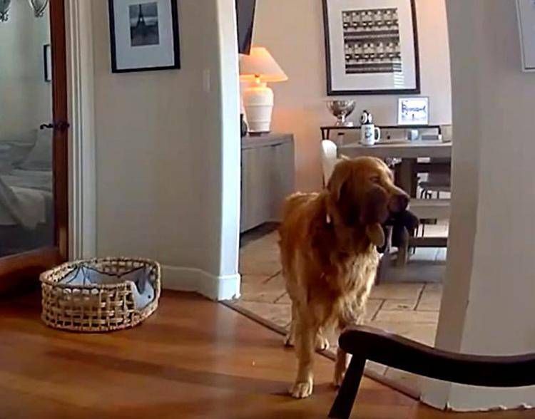 Il labrador da 'guardia' - (video X)