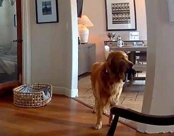 Il ladro entra in casa, il labrador fa festa e porta i giochi...