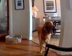Il labrador da 'guardia' - (video X)
