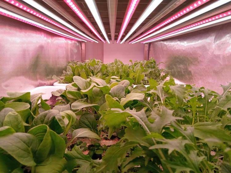 Il CNR scopre come aumentare la vitamina B9 con la luce negli ortaggi a foglia