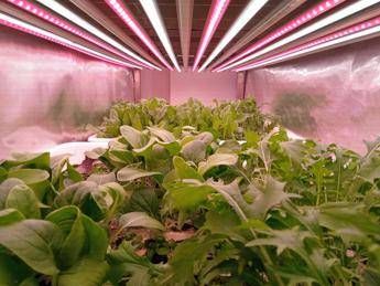 Il CNR scopre come aumentare la vitamina B9 con la luce negli ortaggi a foglia