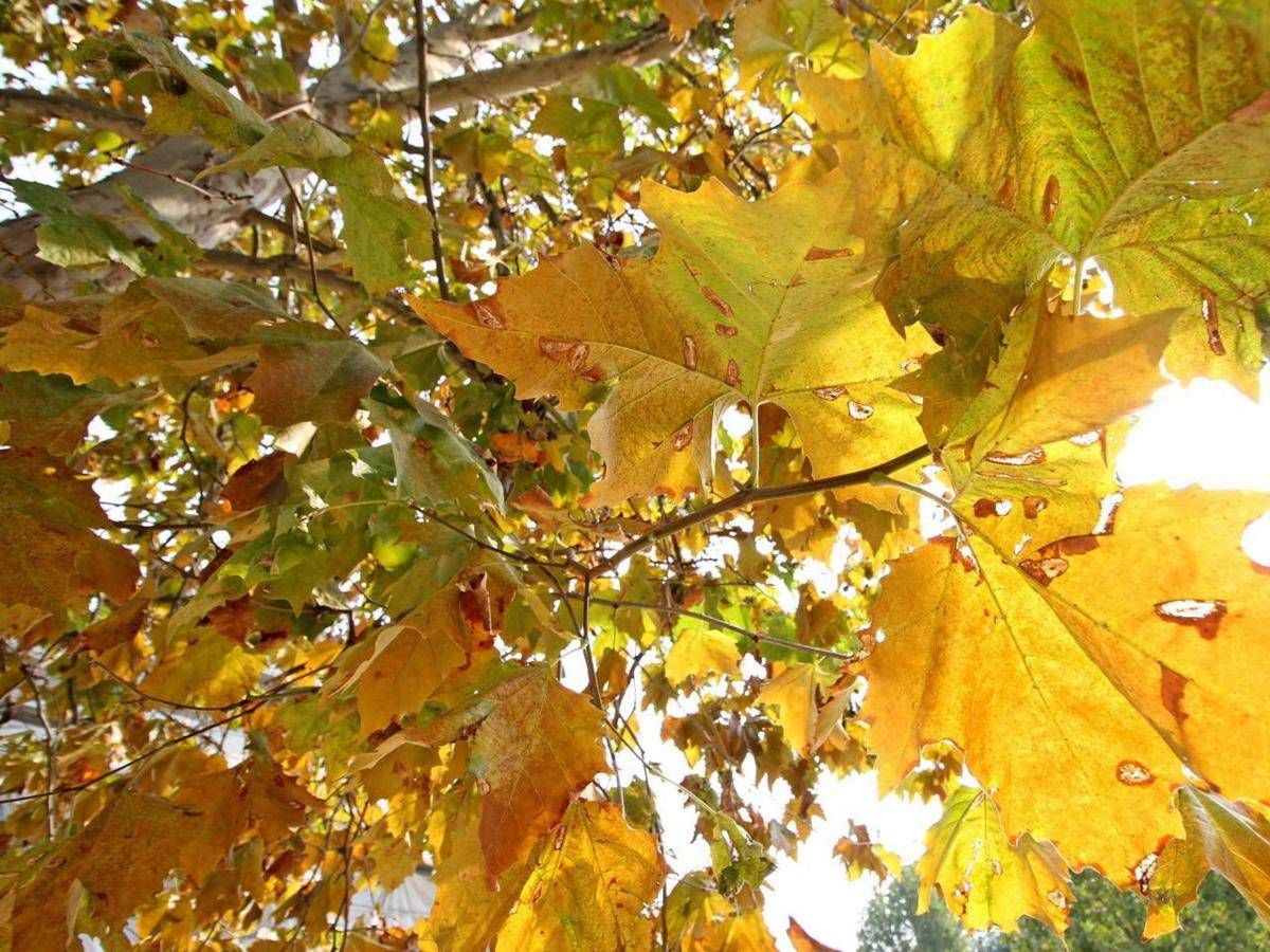 https://www.adnkronos.com/resources/02a9-21a87ec857cc-6dbd09f8a5cd-1000/format/huge/autunno_fg-kccd--1280x960_produzione.jpeg