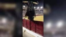 Paura in Spagna, toro scavalca recinzione durante la corrida - Video