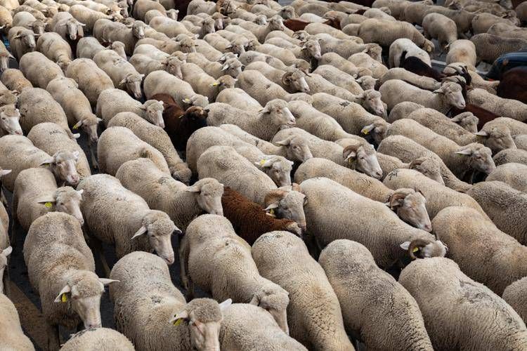 Un gregge di pecore e capre, repertorio - (Fotogramma/Ipa)