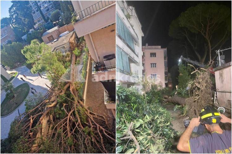 Il pino caduto in zona Salaria - Adnkronos
