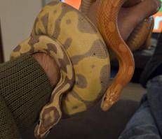 Serpenti in fuga ad Anguillara. Il proprietario: ''Non sono pericolosi, aiutatemi a trovarli''