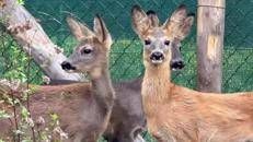Belluno, liberati tre cuccioli di capriolo diventati fratelli dopo le cure - Video