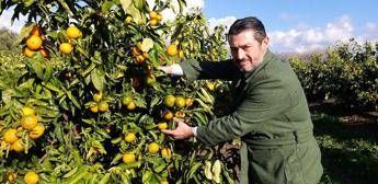 Agroalimentare: Consorzio Armonia porta sul mercato Perrina, nuova clementina tardiva italiana