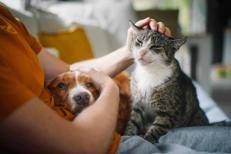 Legame persone-animali non è semplice convivenza, ecco l'effetto 'pawsitivity' che fa bene alla salute mentale