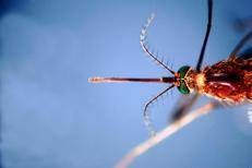 Zanzara che trasmette il virus West Nile  - Fotogramma
