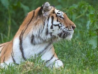 Una tigre, repertorio - (Fotogramma/Ipa)