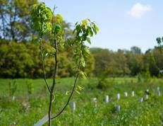 Intervento di riforestazione
