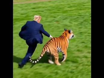 Trump, la lotta e l'abbraccio con la tigre: il tycoon posta la parodia AI della tragedia in Uk - Video