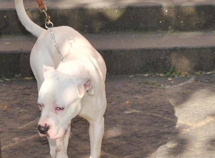 Un cane di razza Amstaff - (Ipa)