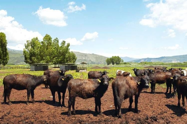 A Sorrento il World Buffalo Congress, dopo 20 anni torna in Italia