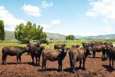 A Sorrento il World Buffalo Congress, dopo 20 anni torna in Italia