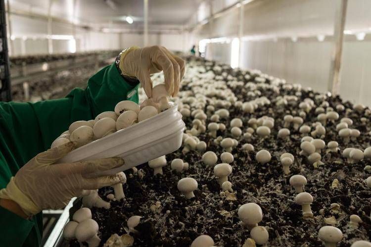 Agroalimentare, Azienda Milletti: qualità e tradizione italiana nel settore dei funghi champignon