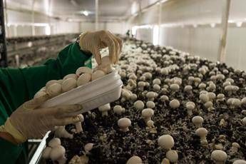Agroalimentare, Azienda Milletti: qualità e tradizione italiana nel settore dei funghi champignon