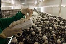 Agroalimentare, Azienda Milletti: qualità e tradizione italiana nel settore dei funghi champignon