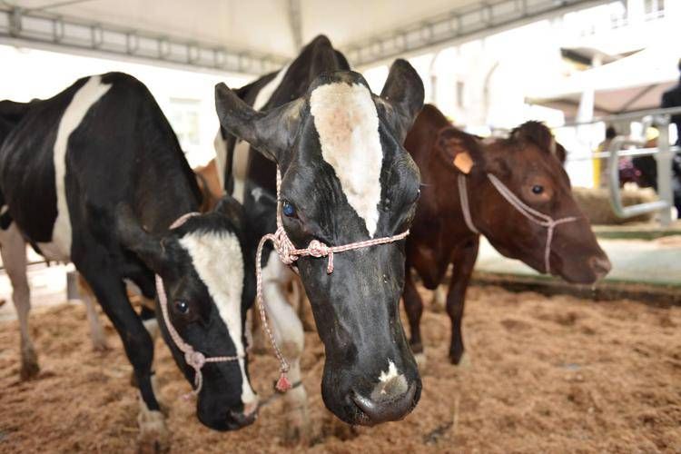 Il virus Shamonda circolava nel bestiame fino al primo 'spillover' noto, registrato questo mese in Francia - Fotogramma/Ipa