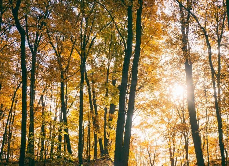 Bosco d'autunno - (Foto )