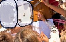 Ostia, gli alunni della Gold Millennium liberano le farfalle sulla spiaggia: la natura diventa scuola