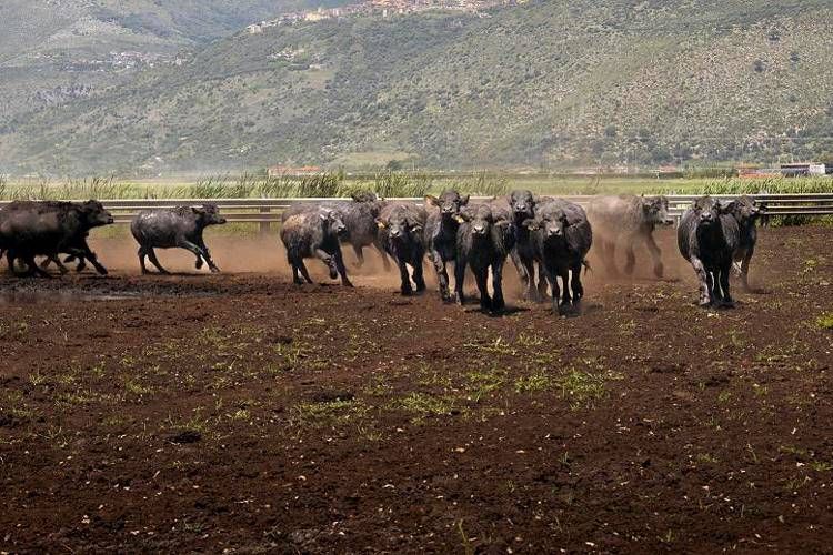 Al via il World buffalo congress, da tutto il mondo a Sorrento per studiare la bufala