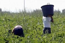Lavoratori nei campi - Fotogramma