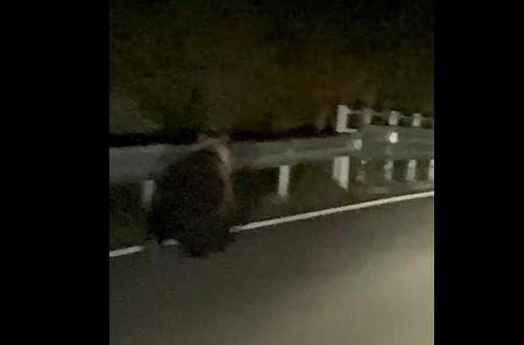 Orso avvistato a Enego, filmato sulla Valgadena: scattano i controlli del Dna