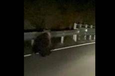 Orso avvistato a Enego, filmato sulla Valgadena: scattano i controlli del Dna