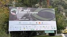 World Buffalo Congress - Adnkronos