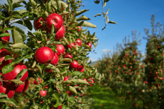 Frutteto - (Adobe-free)