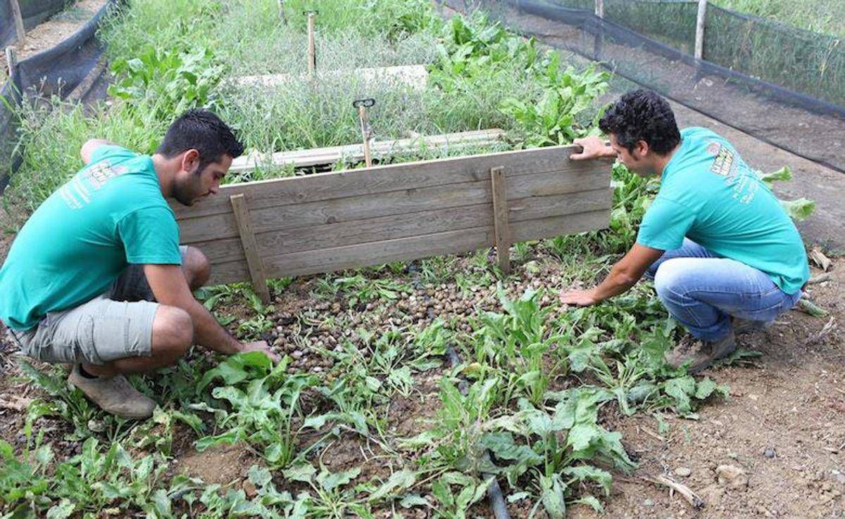 Sostenibilita Il Business Delle Lumache In Italia Parla Siciliano E Mangia Bio