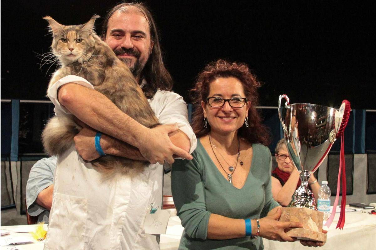 Ecco Calliope Il Gatto Piu Bello Del Mondo