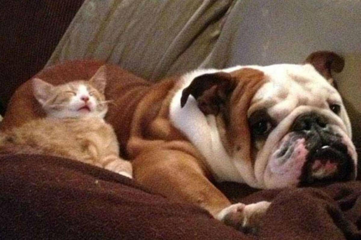 Cani A Rischio Colpo Di Calore Attenti Ad Auto E Balconi