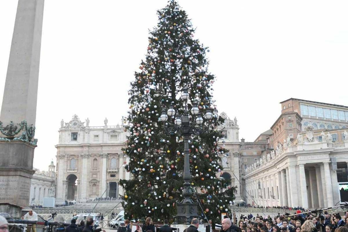 Vaticano L Abete Di Natale In Piazza San Pietro Compie 35 Anni