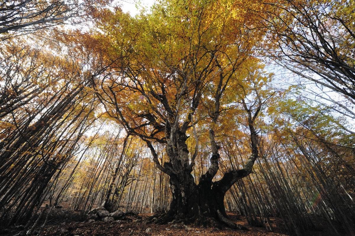 In Un Volume Le Foto E La Storia Degli Alberi Straordinari D Italia