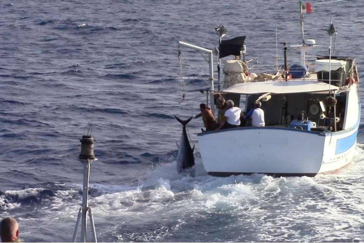 Palermo Pesca Illegale Tonno Rosso Inseguimento Peschereccio In Mare