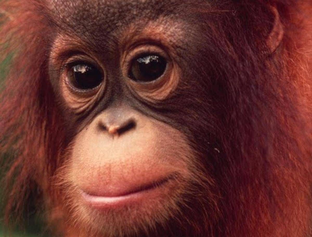 Animali A Natale Adotta Un Orfano Regali Wwf Per Salvare Specie A Rischio