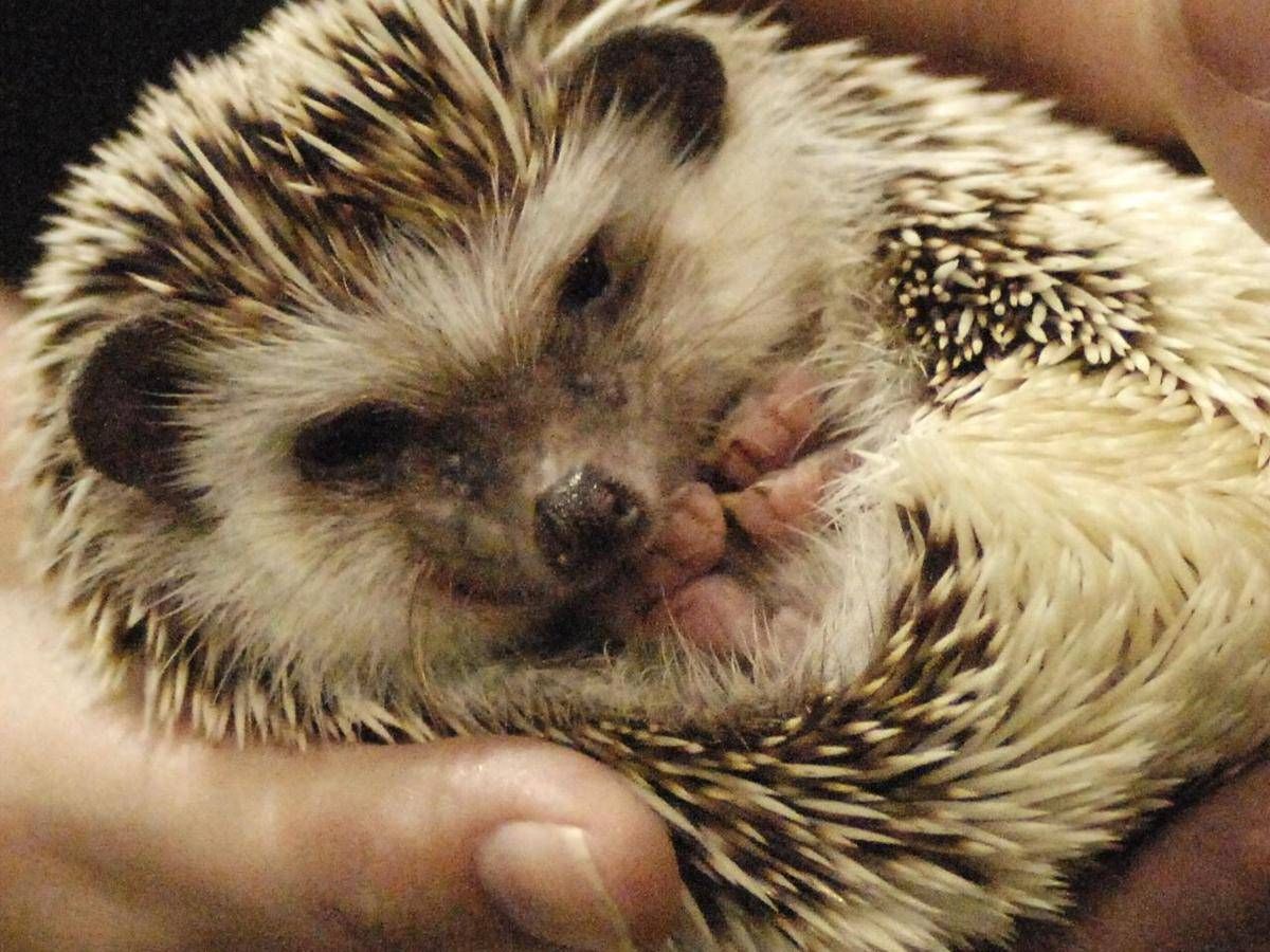 Signora Inglese Ma Poco British Sbotta E Prende A Calci Un Riccio