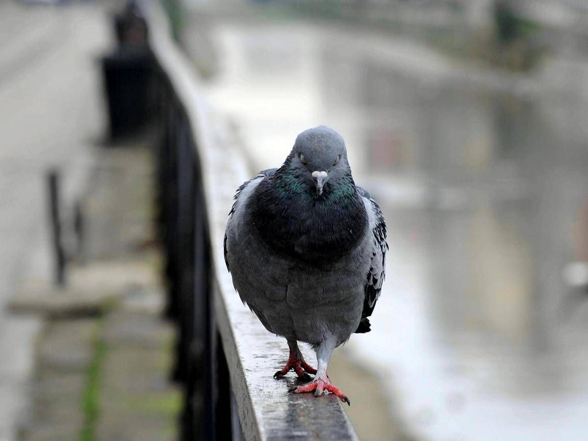 Animali Piccioni Di Città Decalogo Della Lipu Per Una