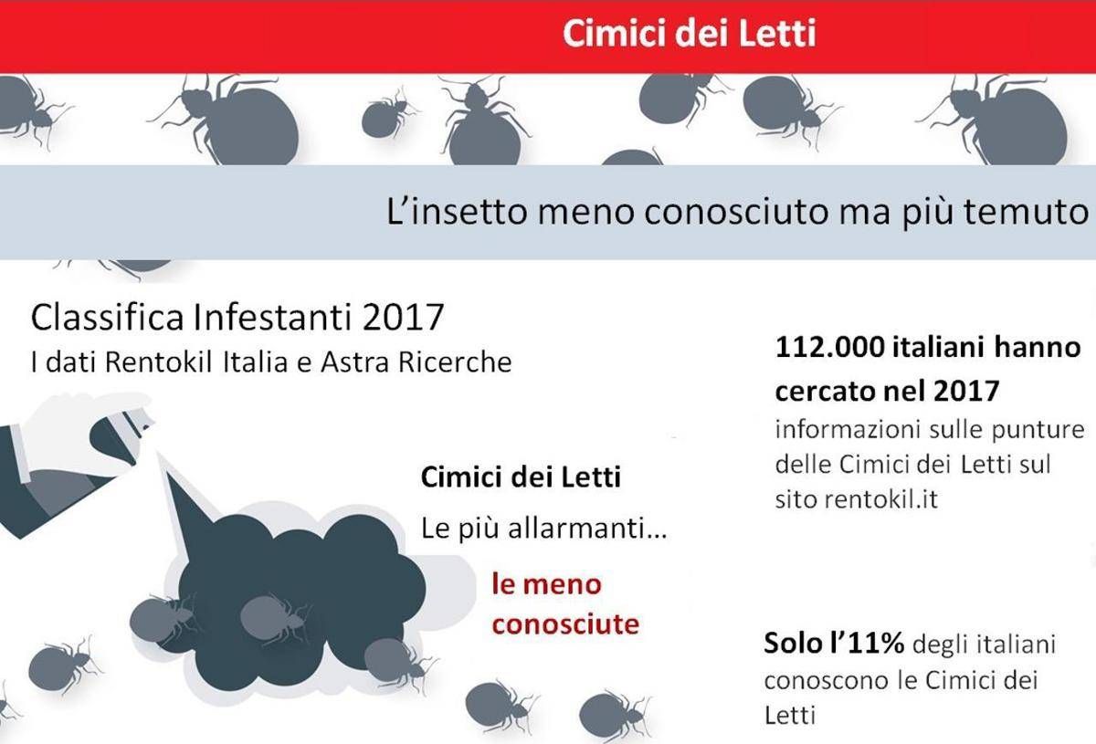 cimici dei letti l insetto piu