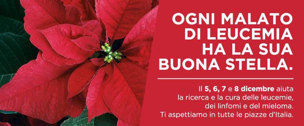 Stella Di Natale 6 Dicembre.Ricerca Stelle Di Natale Ail In 4 000 Piazze Dal 5 All 8 Dicembre