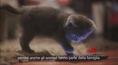 “Gli animali sono famiglia”, lo spot di Natale contro l’abbandono