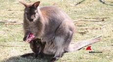 Riccione, sorpresa a Oltremare: è nato un wallaby