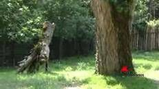 Rigenerare l'Amazzonia, il segreto nelle feci di tapiro