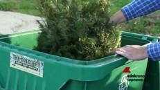 Albero di Natale, vero o di plastica?